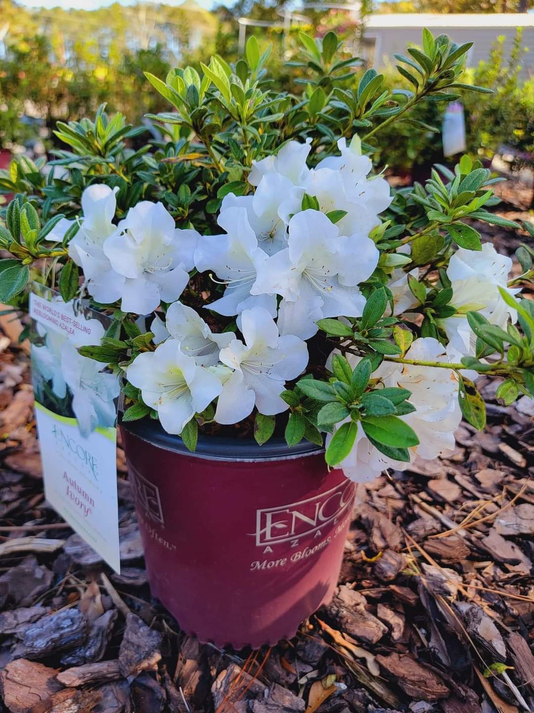 Encore Azalea ‘Ivory’