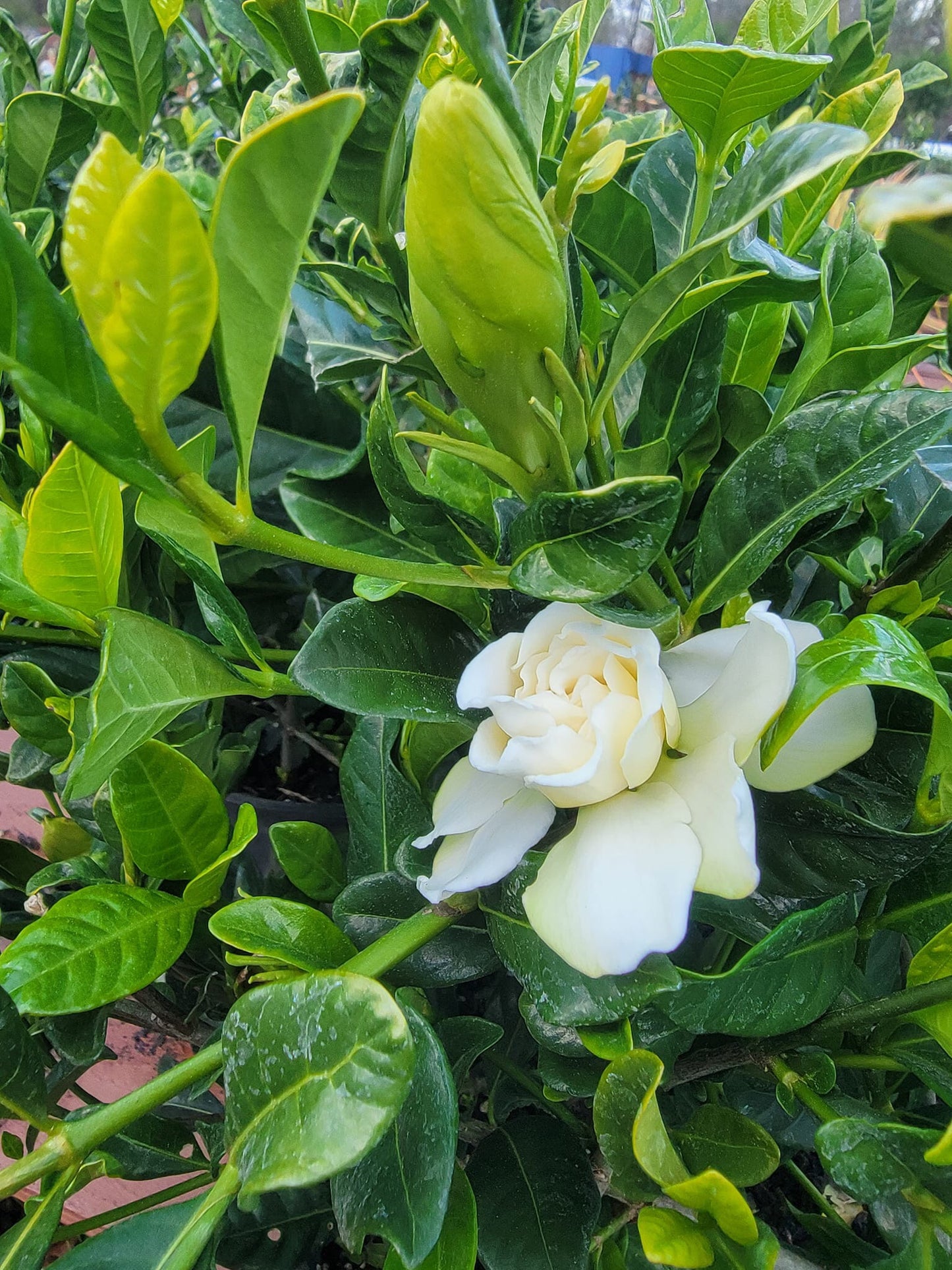 August Beauty Gardenia