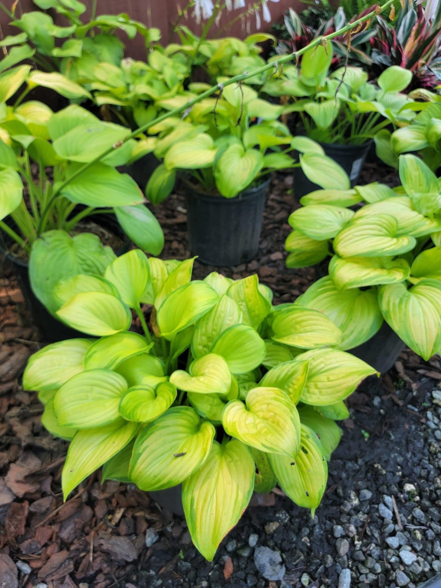Stained Glass Hosta