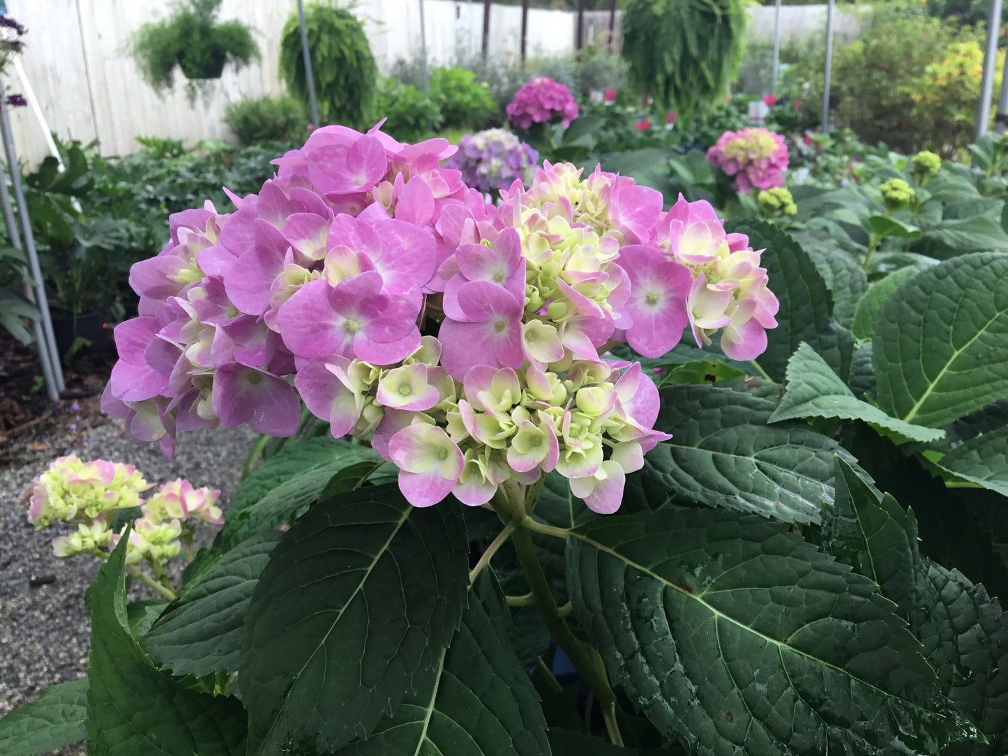 Hydrangea ‘Summer Crush’