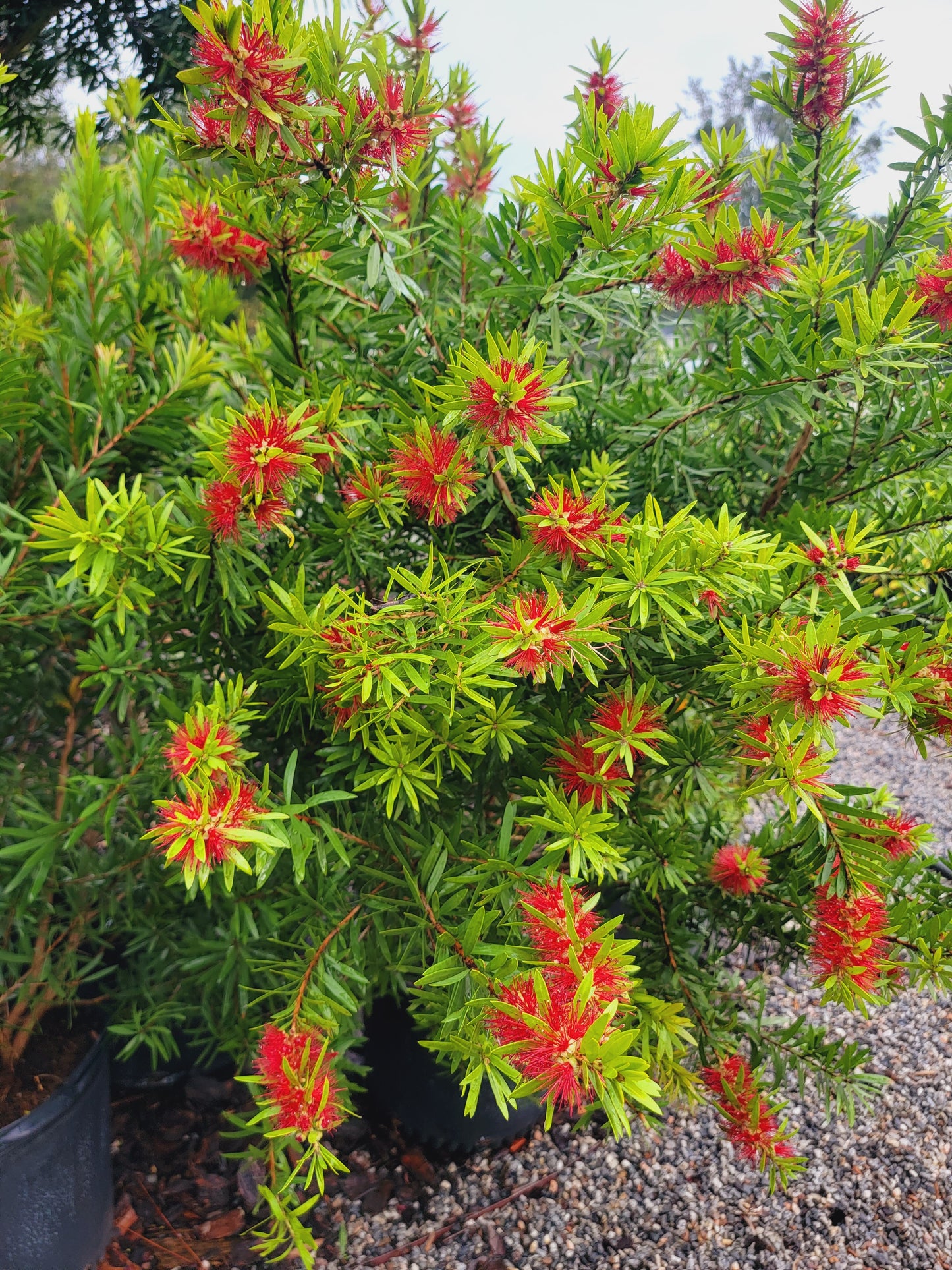 Bottlebrush