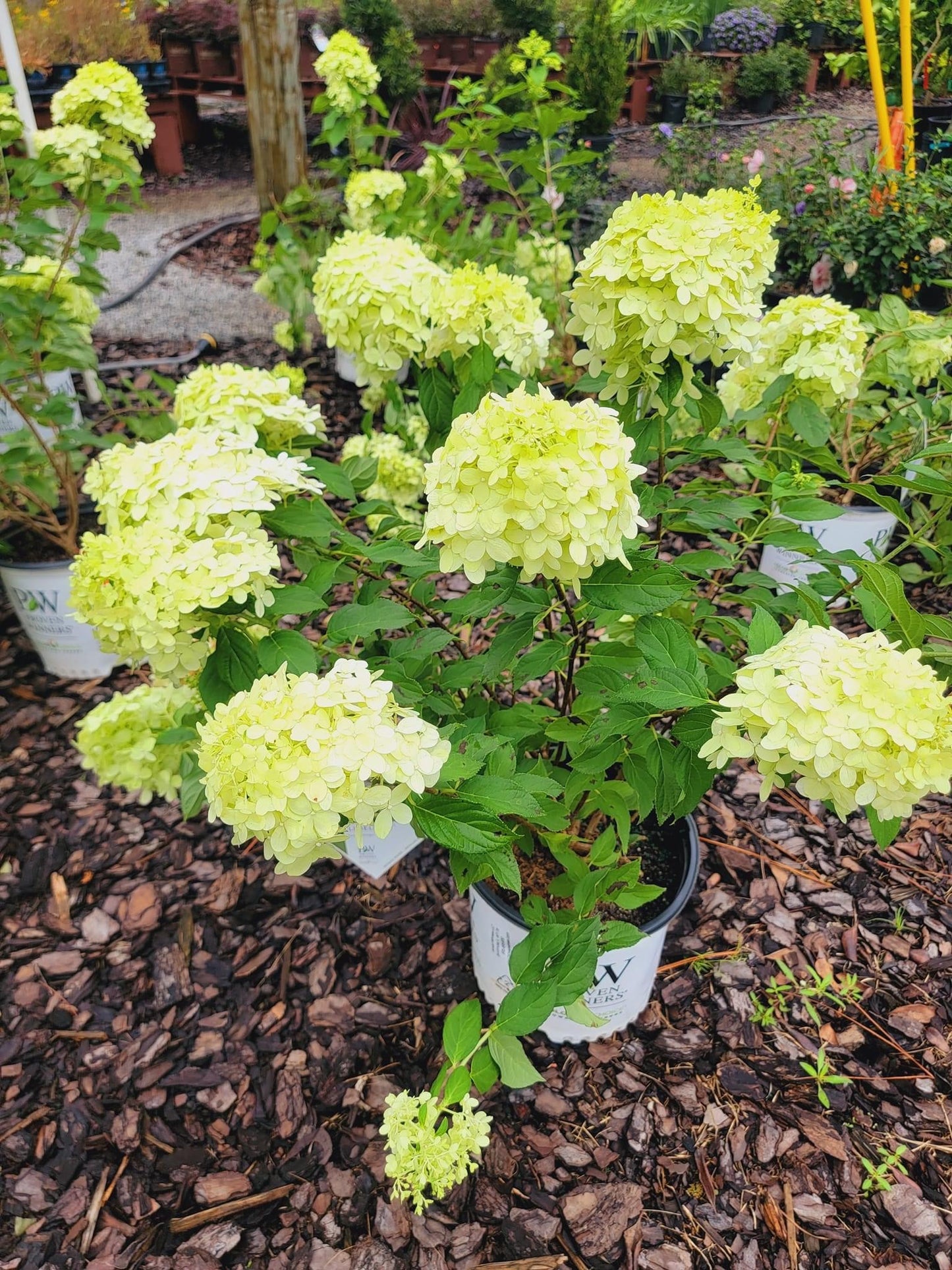 Limelight Hydrangea