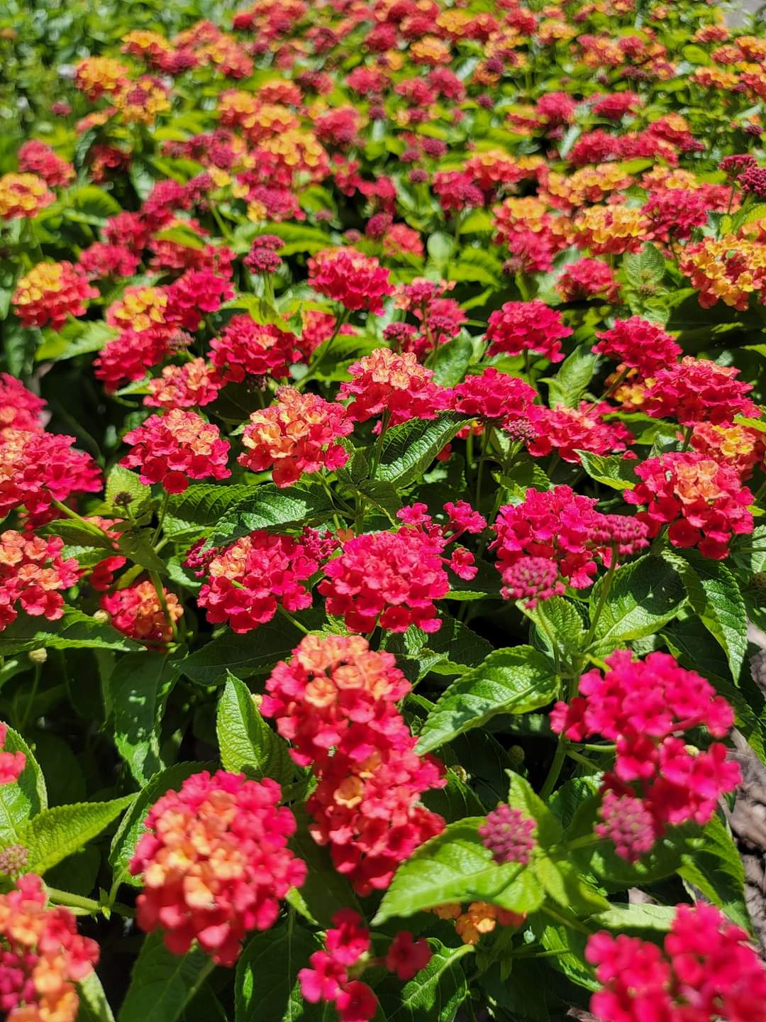 Lantana