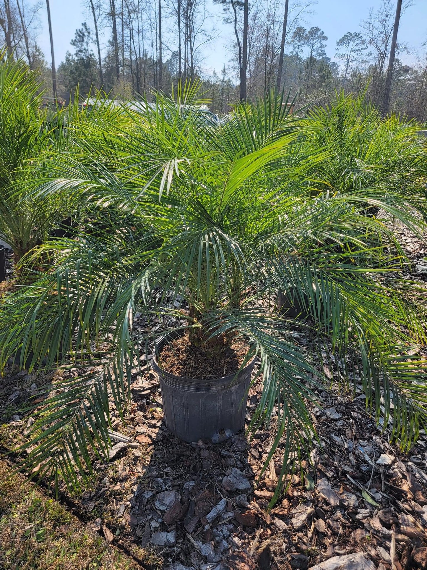 Phoenix Robellini ‘Pygmy Date Palm’