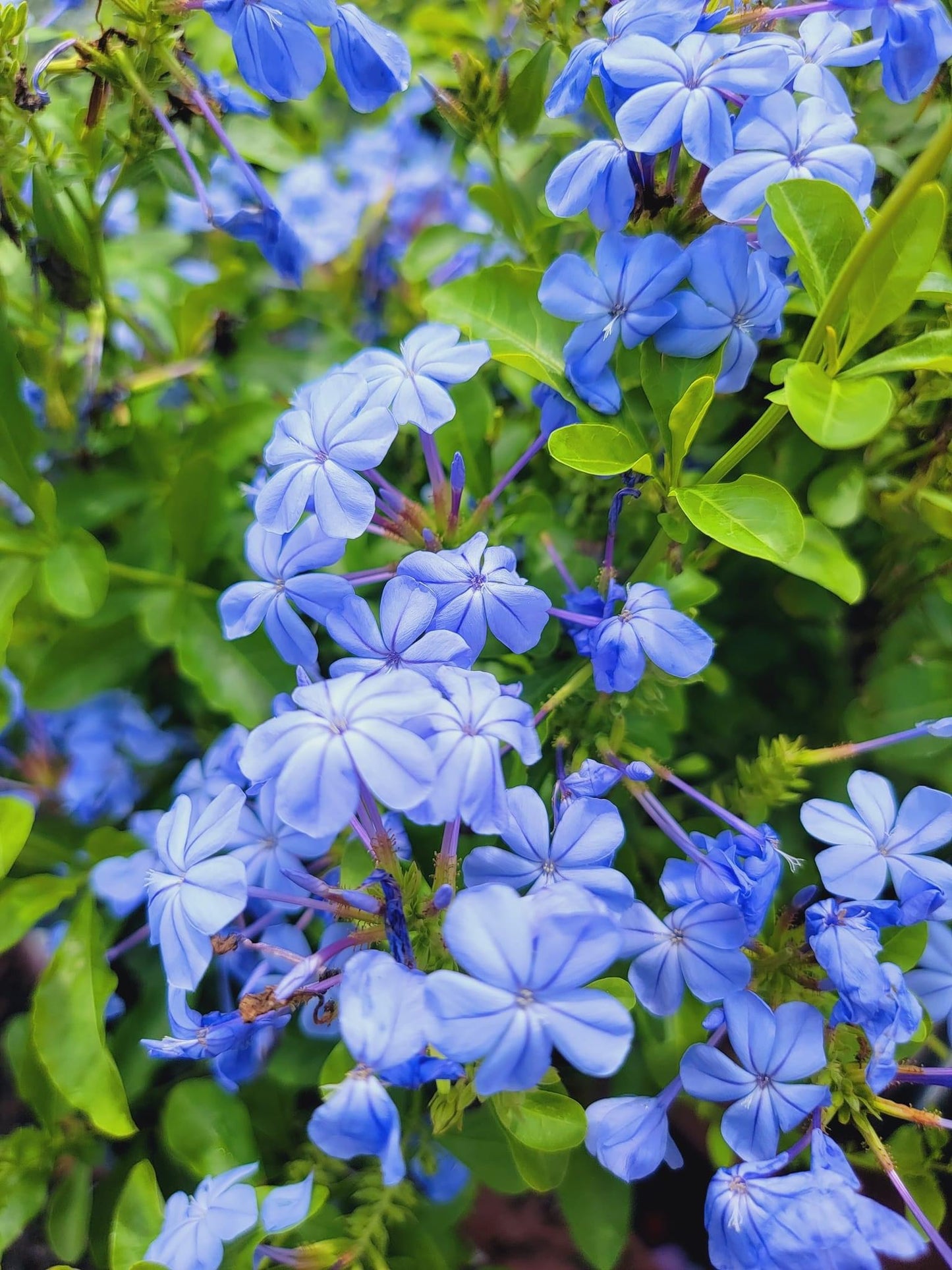 Plumbago