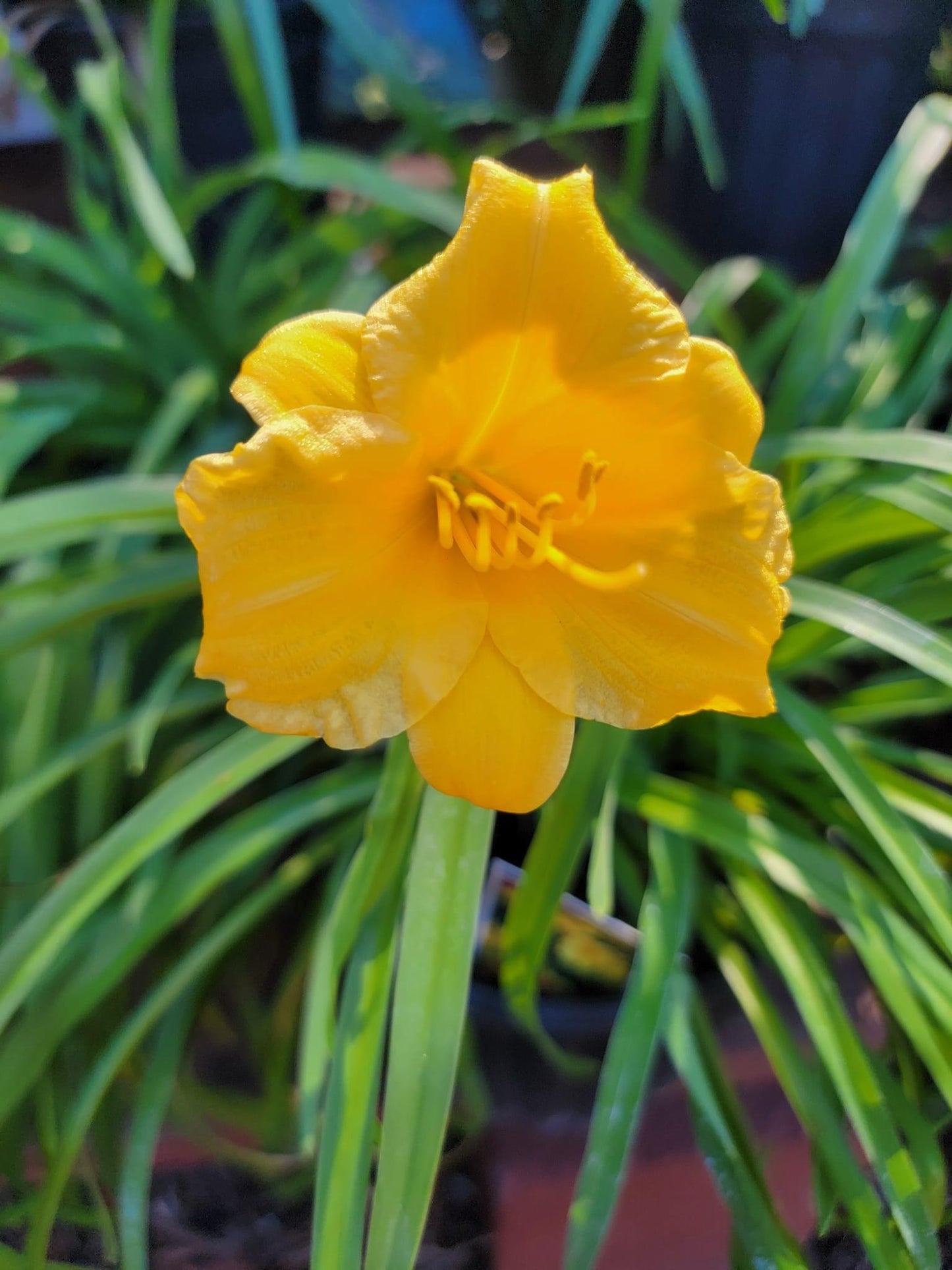 Daylily