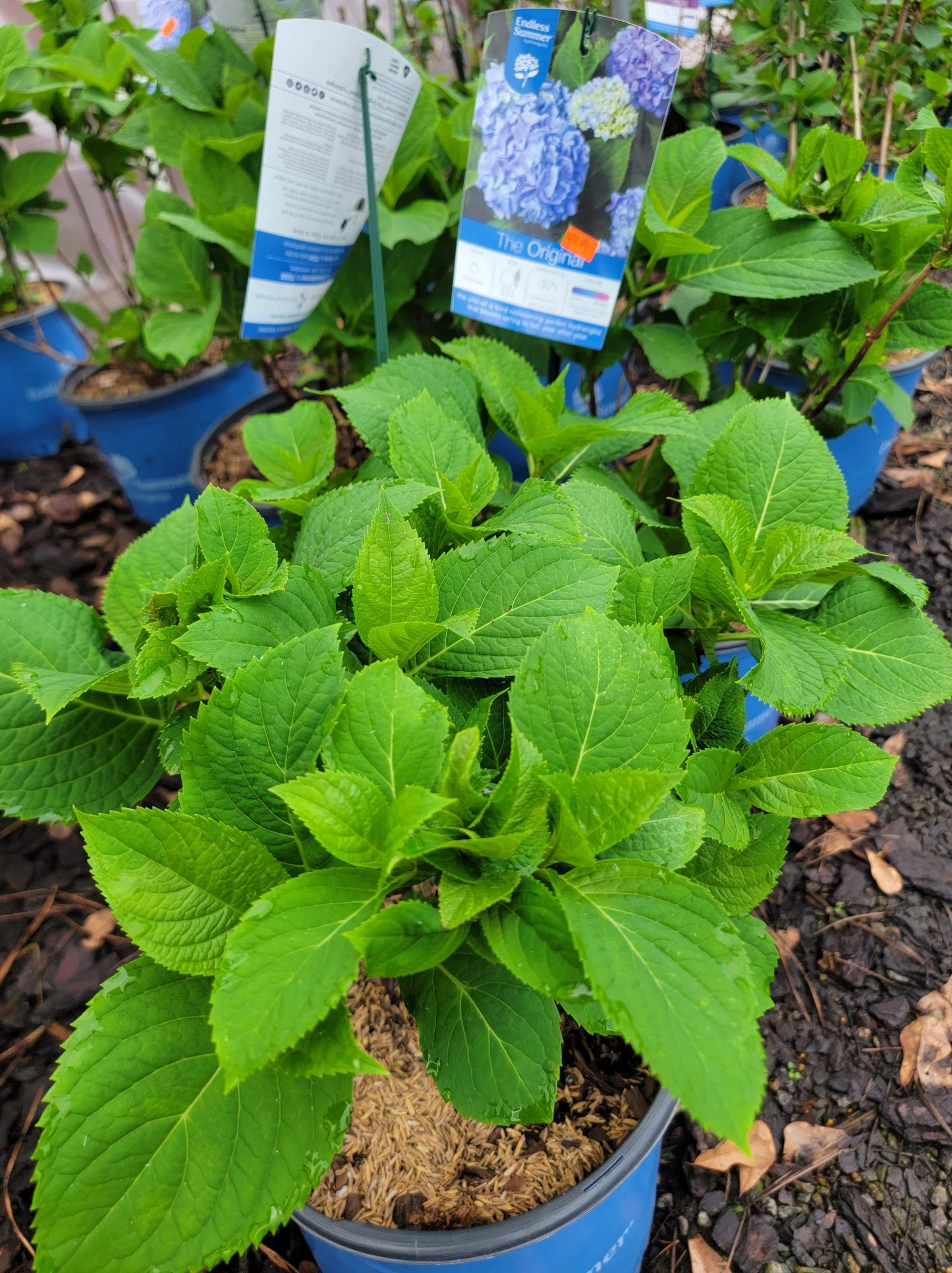 Hydrangea ‘The Original’