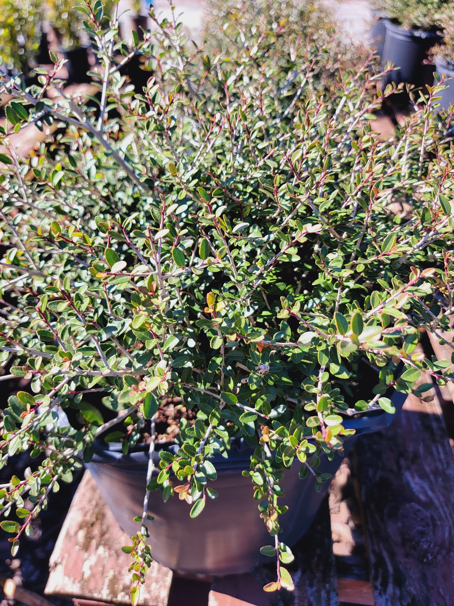 Holly Bush ‘Dwarf Yaupon’