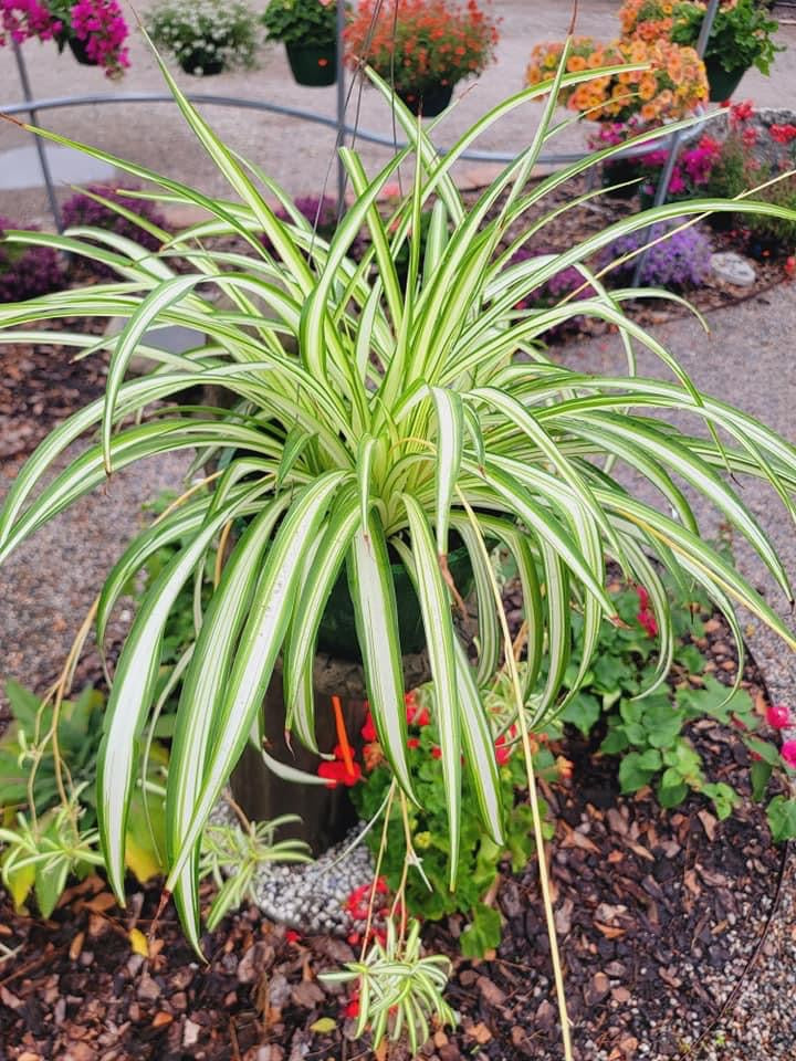 Spider Plant (Bad Mother)