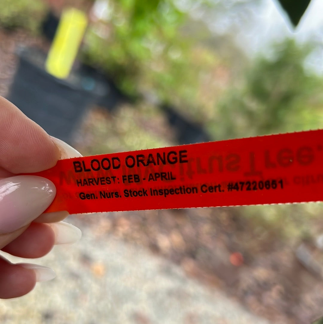 Orange, blood orange Tree