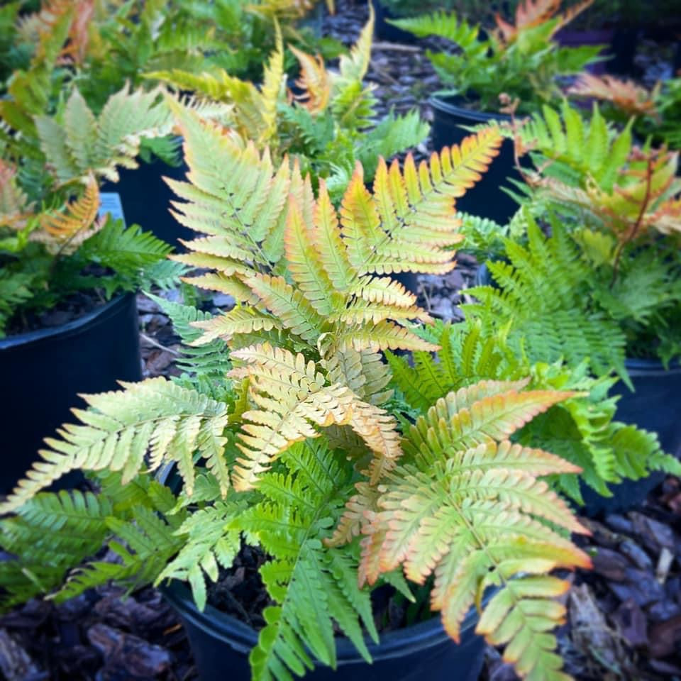 Autumn Fern