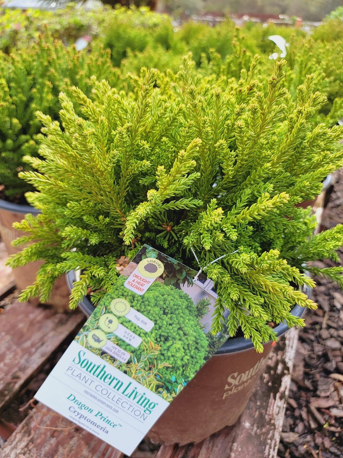 Cryptomeria ‘Dragon Prince’
