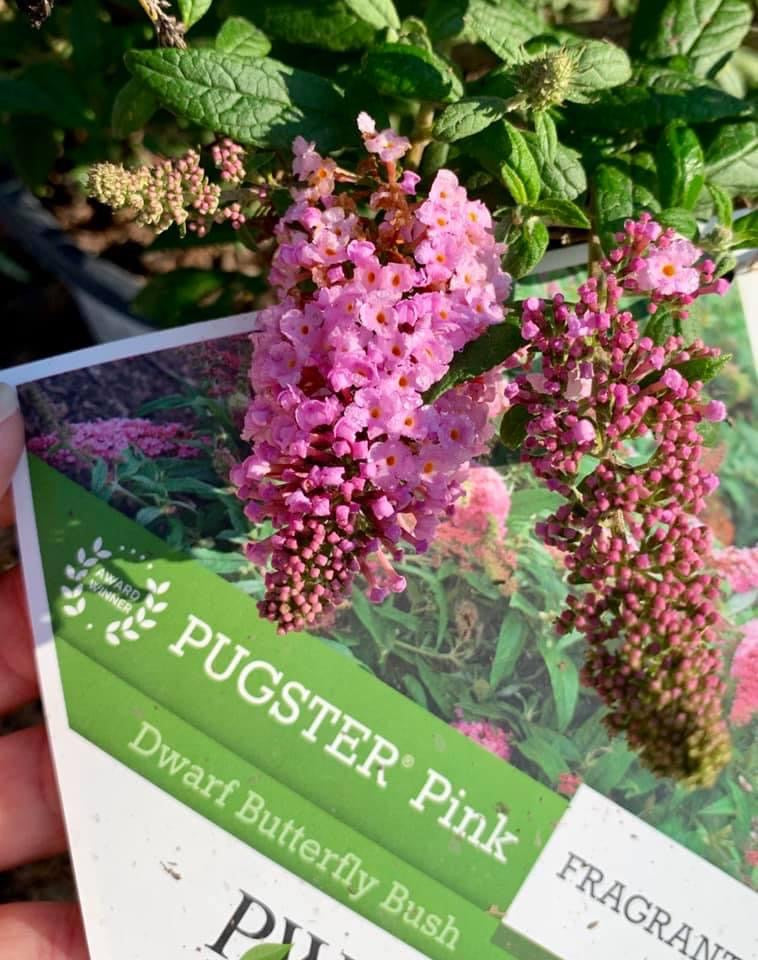 Butterfly Bush ‘Pugster Pink’