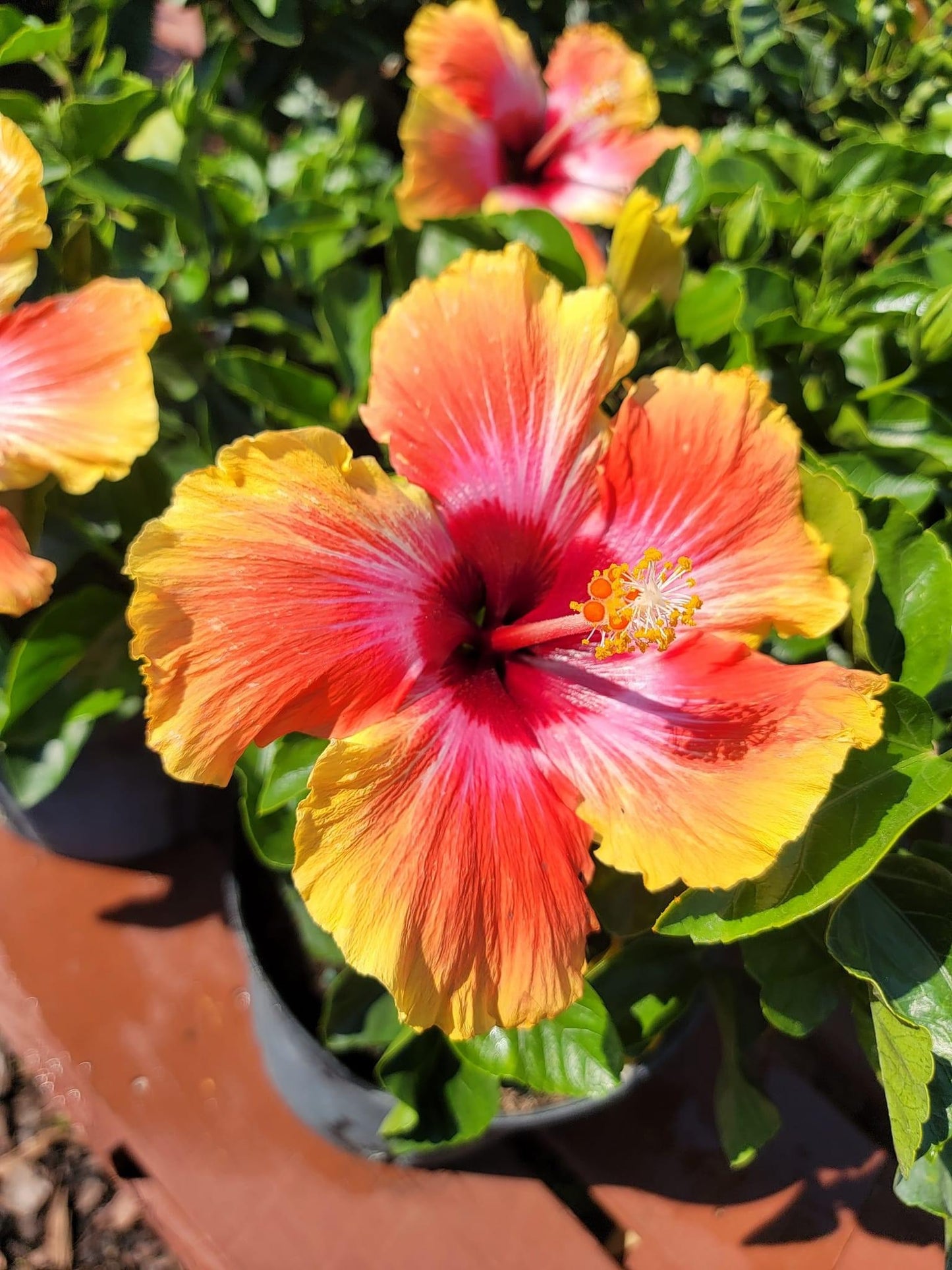 Tropical Hibiscus ‘rosa-sinensis’