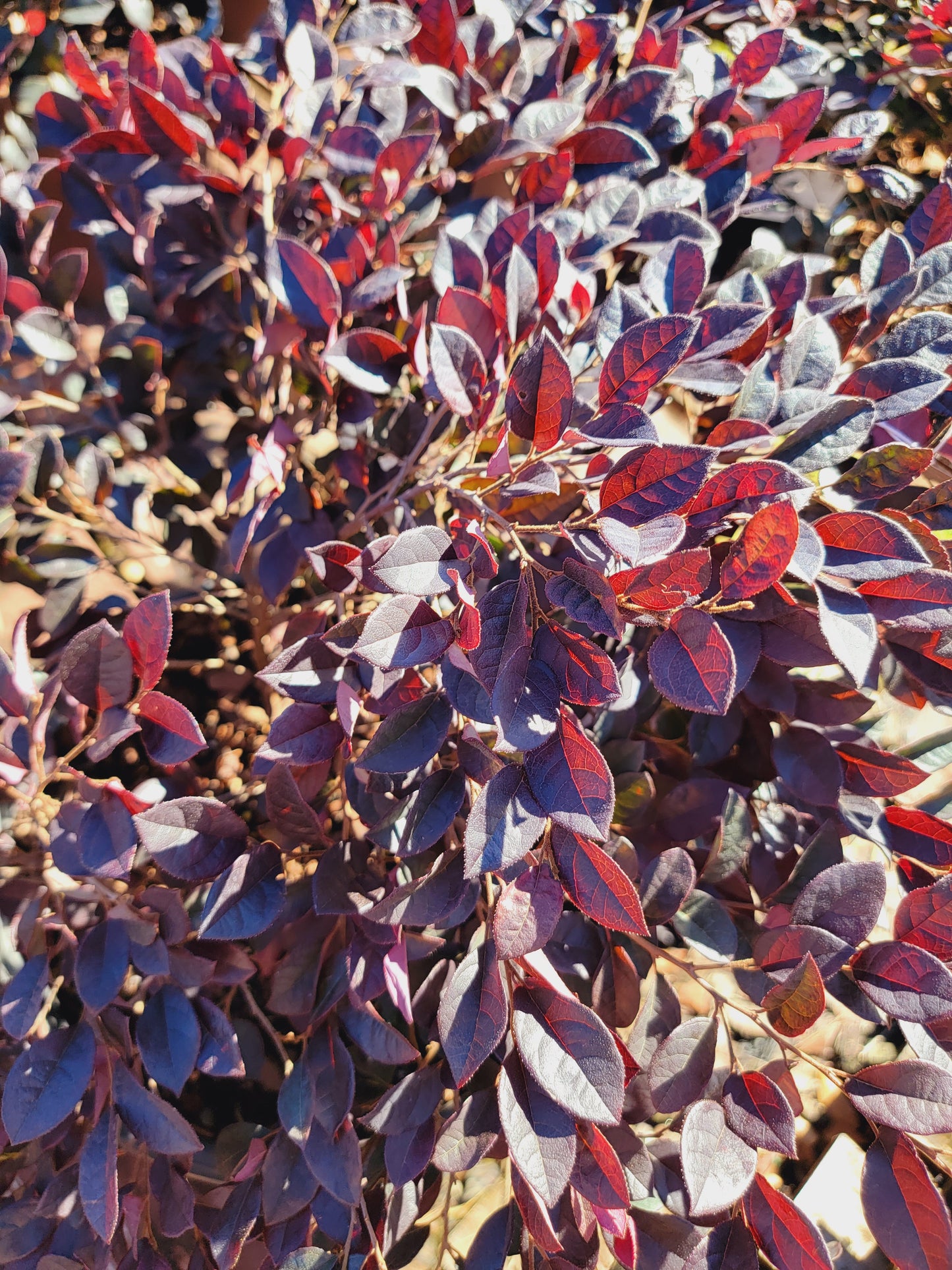 Loropetalum ‘Purple Daydream’