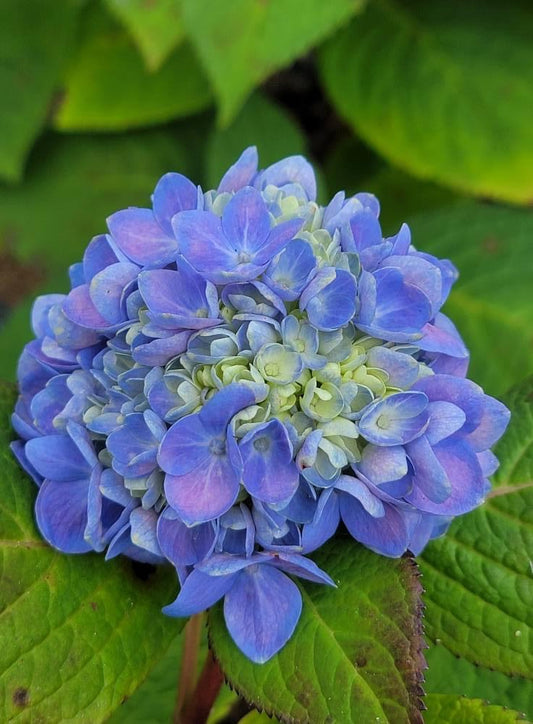 Hydrangea ‘The Original’