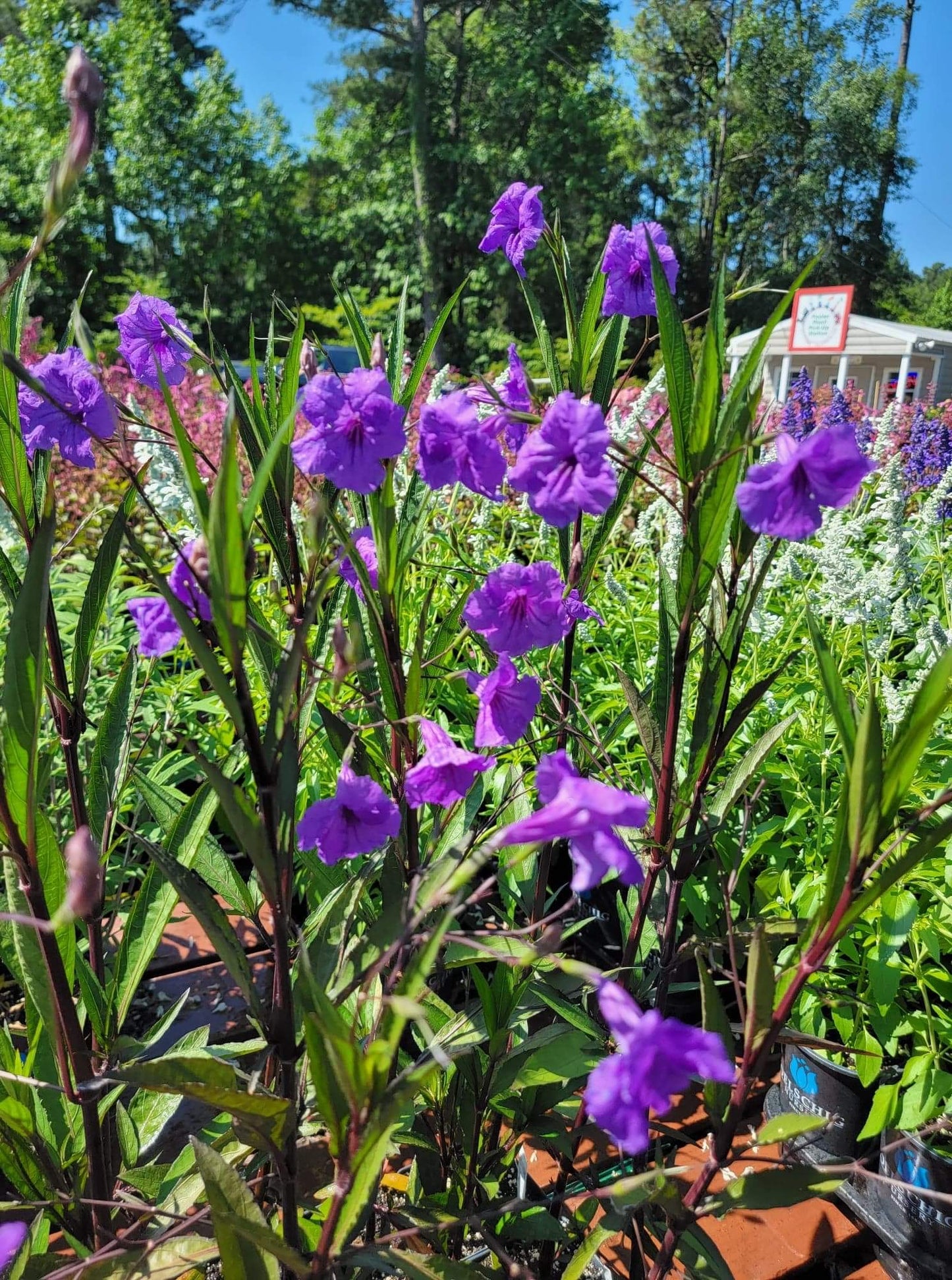 Ruellia Brittoniana ‘Mexican Petunia’