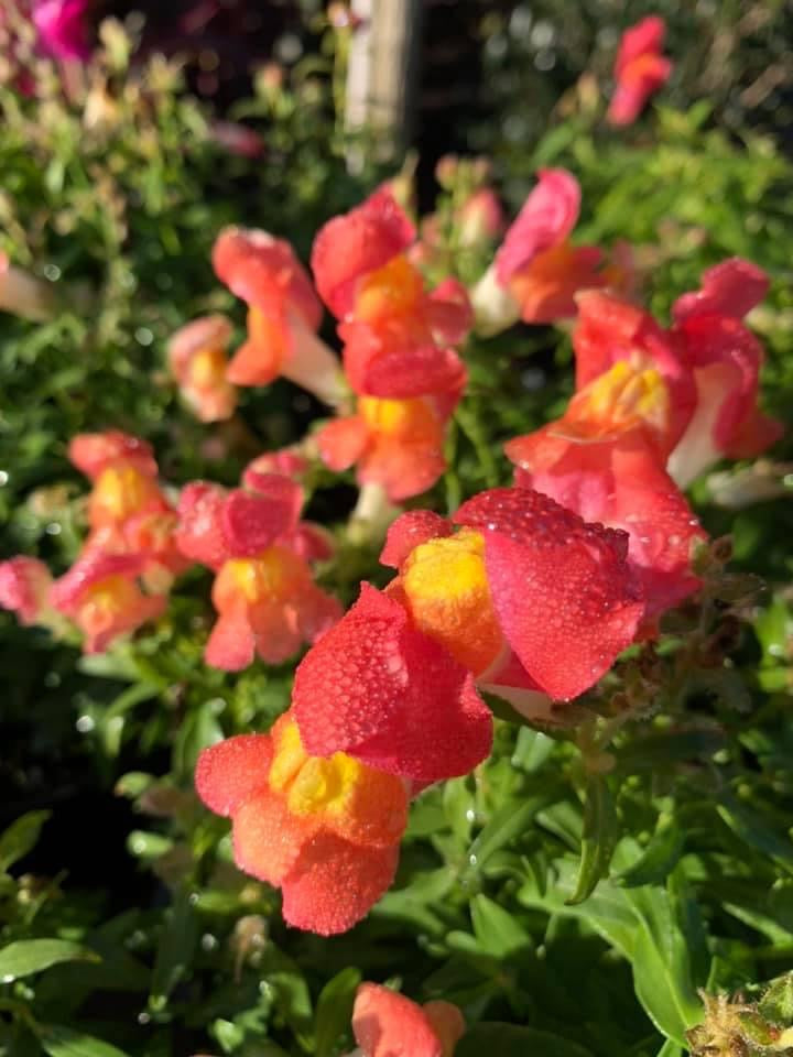 Snapdragons