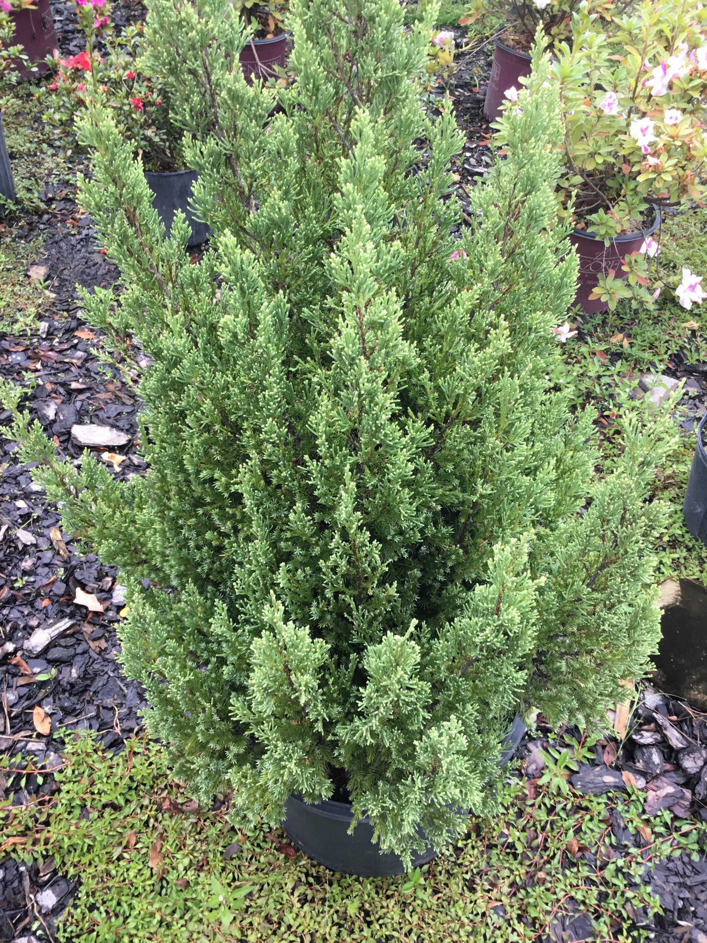 Juniper ‘Blue Point’