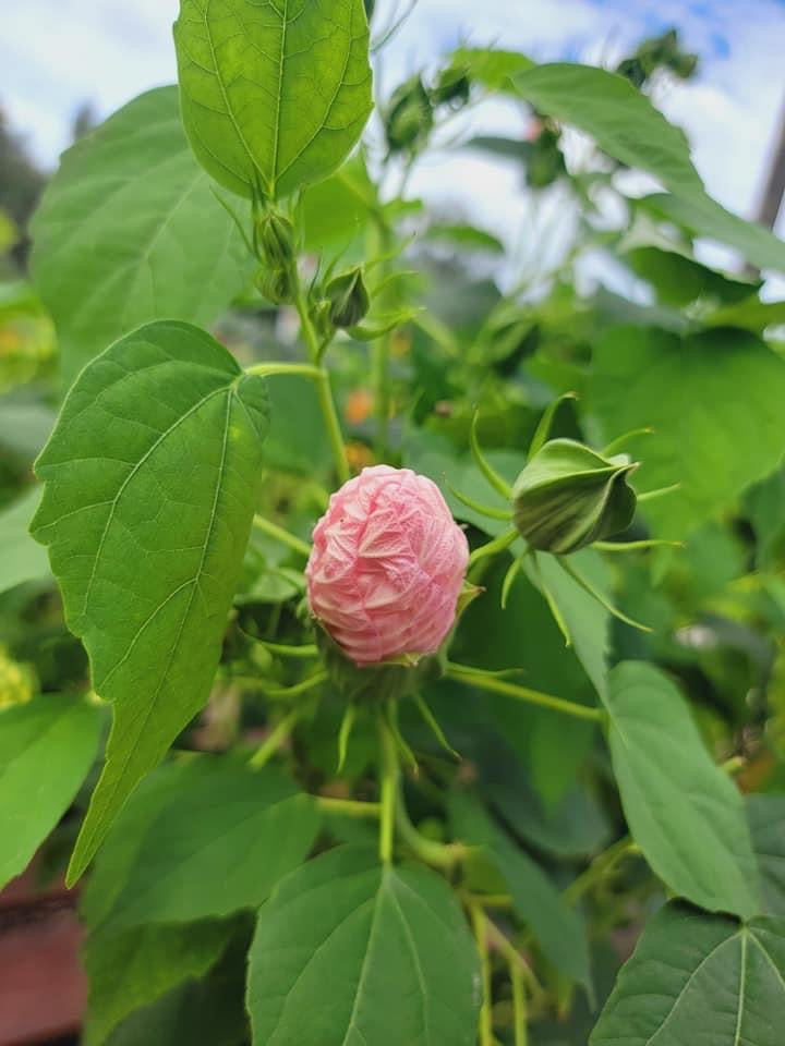 Hibiscus ‘Perennial’