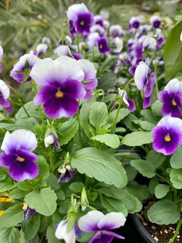 Pansies