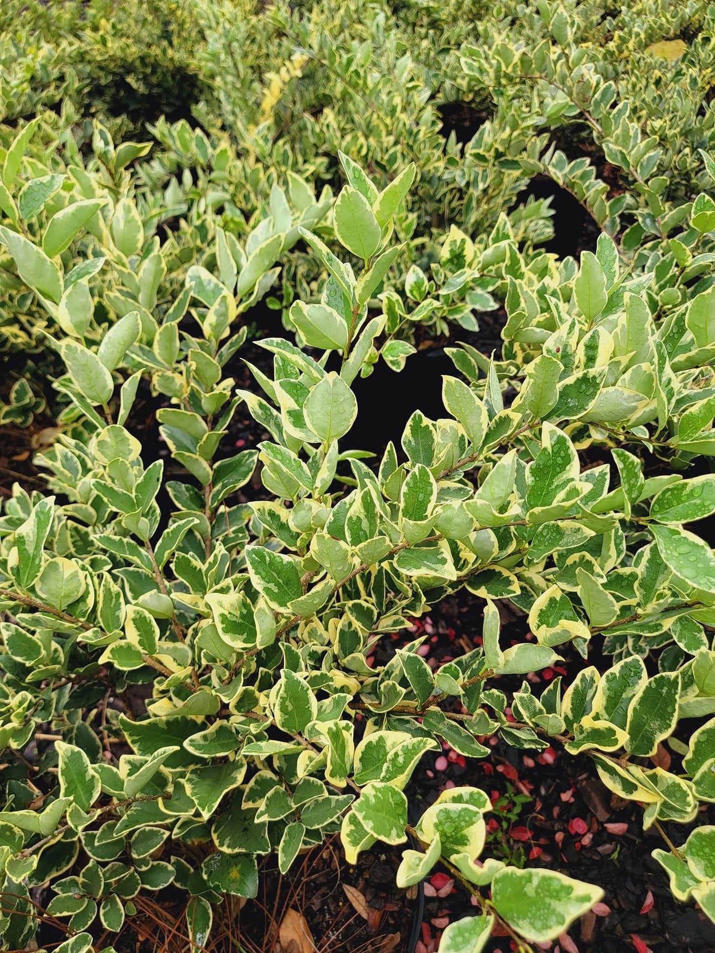 Jackfrost Ligustrum