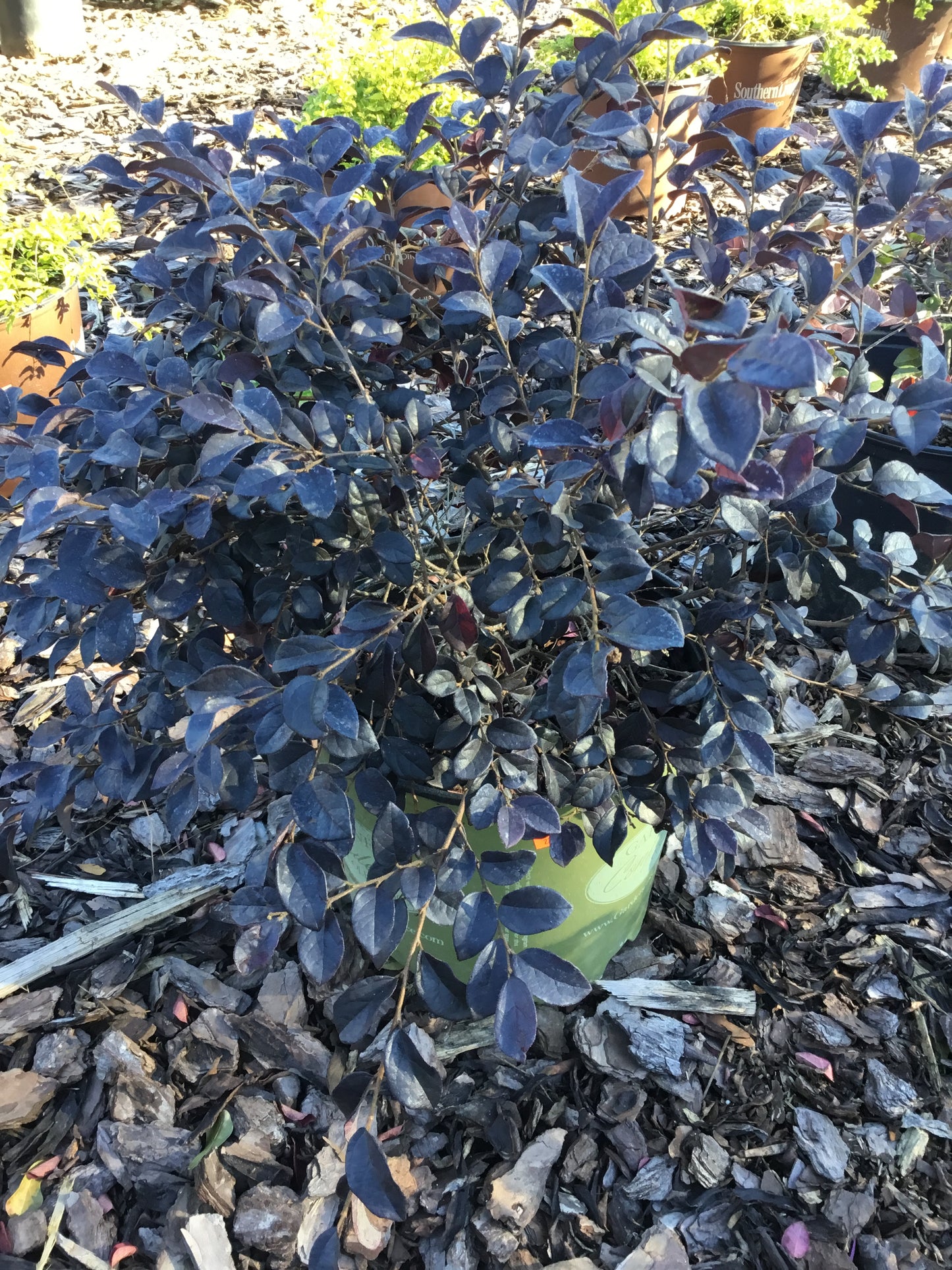 Loropetalum ‘Everred’