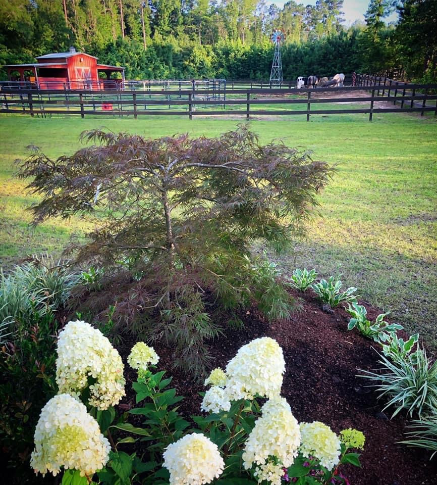 Japanese Maple ‘Weeping’