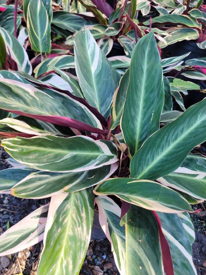 Stromanthe Triostar