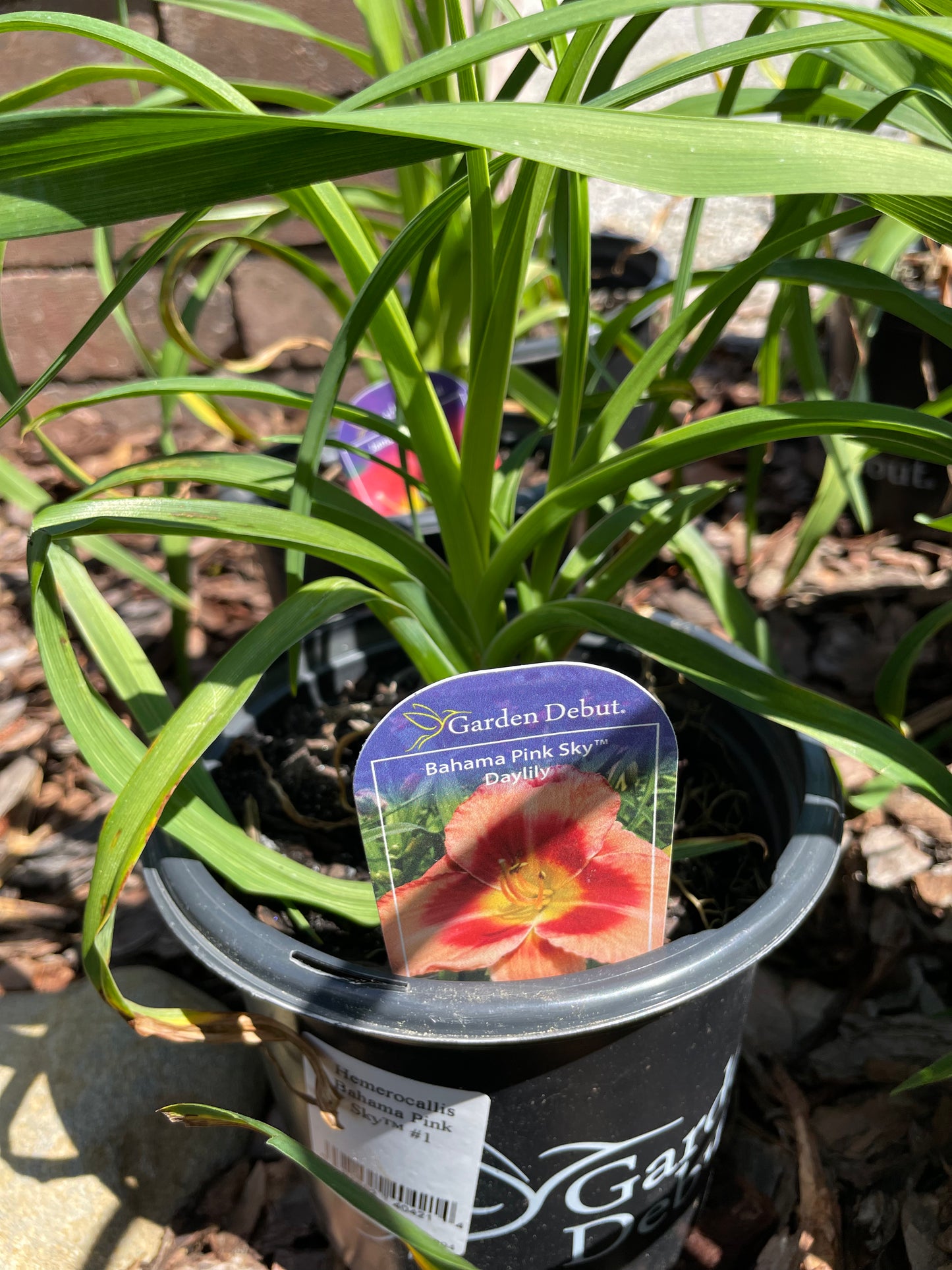 Daylily