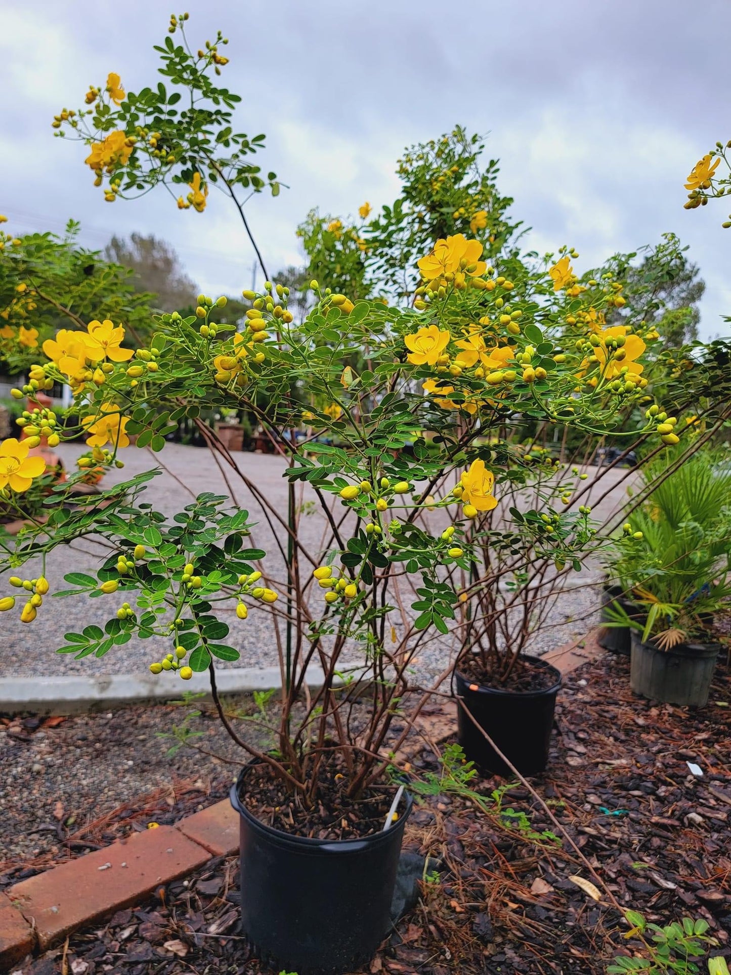 Cassia tree