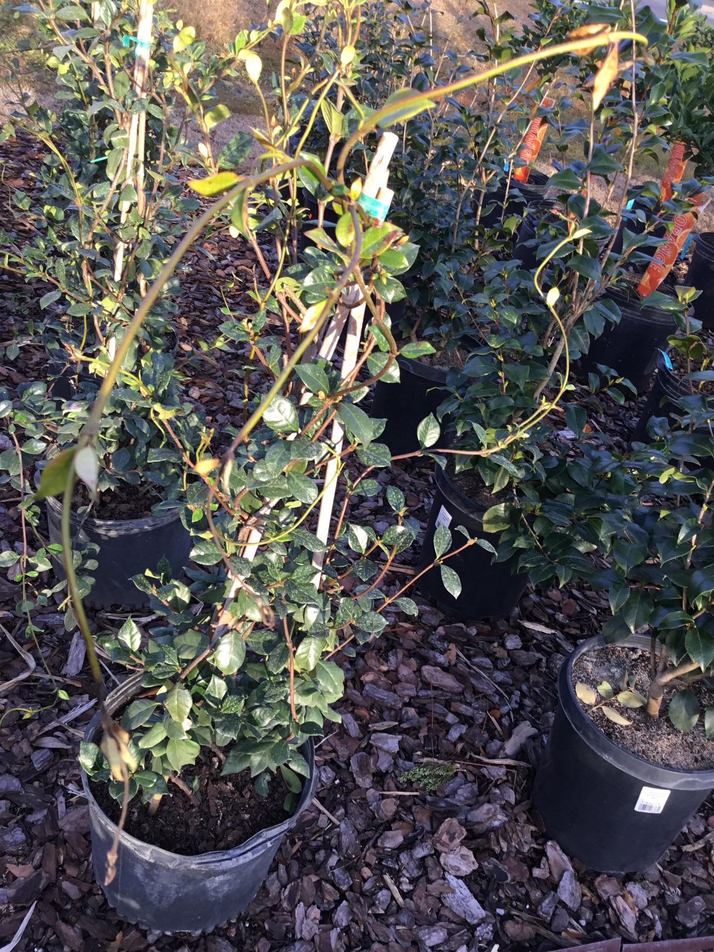 Confederate Jasmine