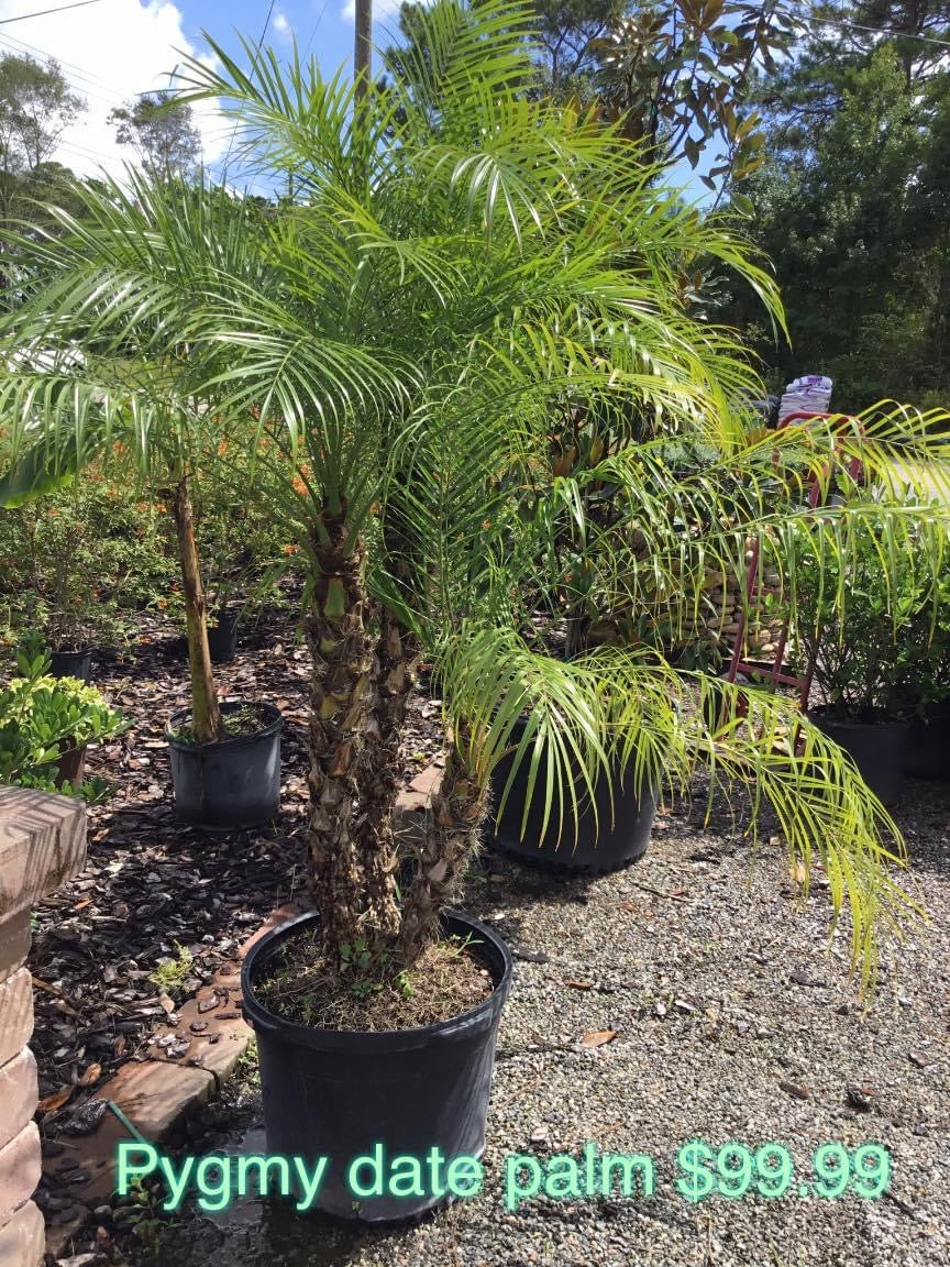 Phoenix Robellini ‘Pygmy Date Palm’