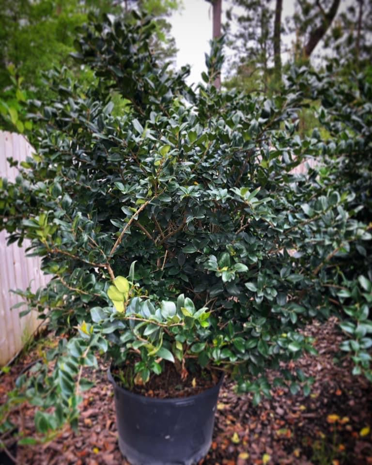 Ligustrum ‘WaxLeaf’