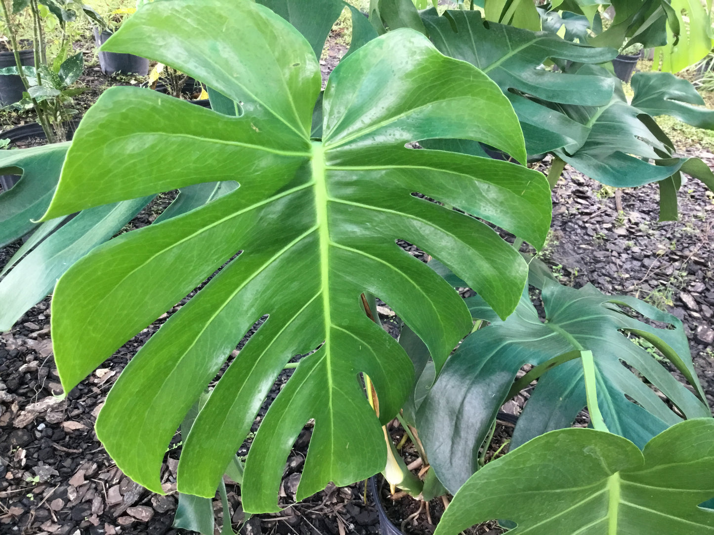 Monstera Deliciosa