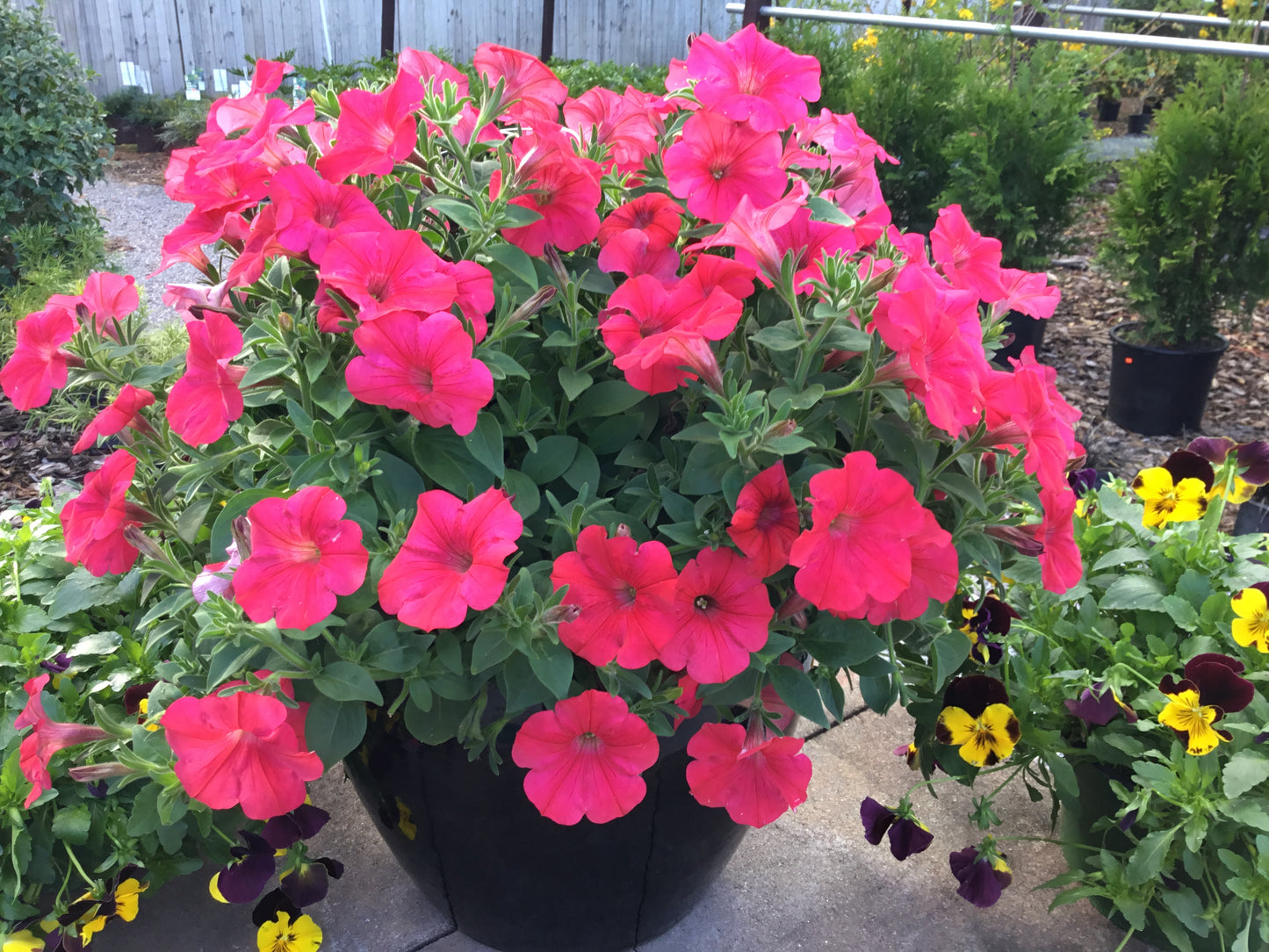 Petunias & Supertunia