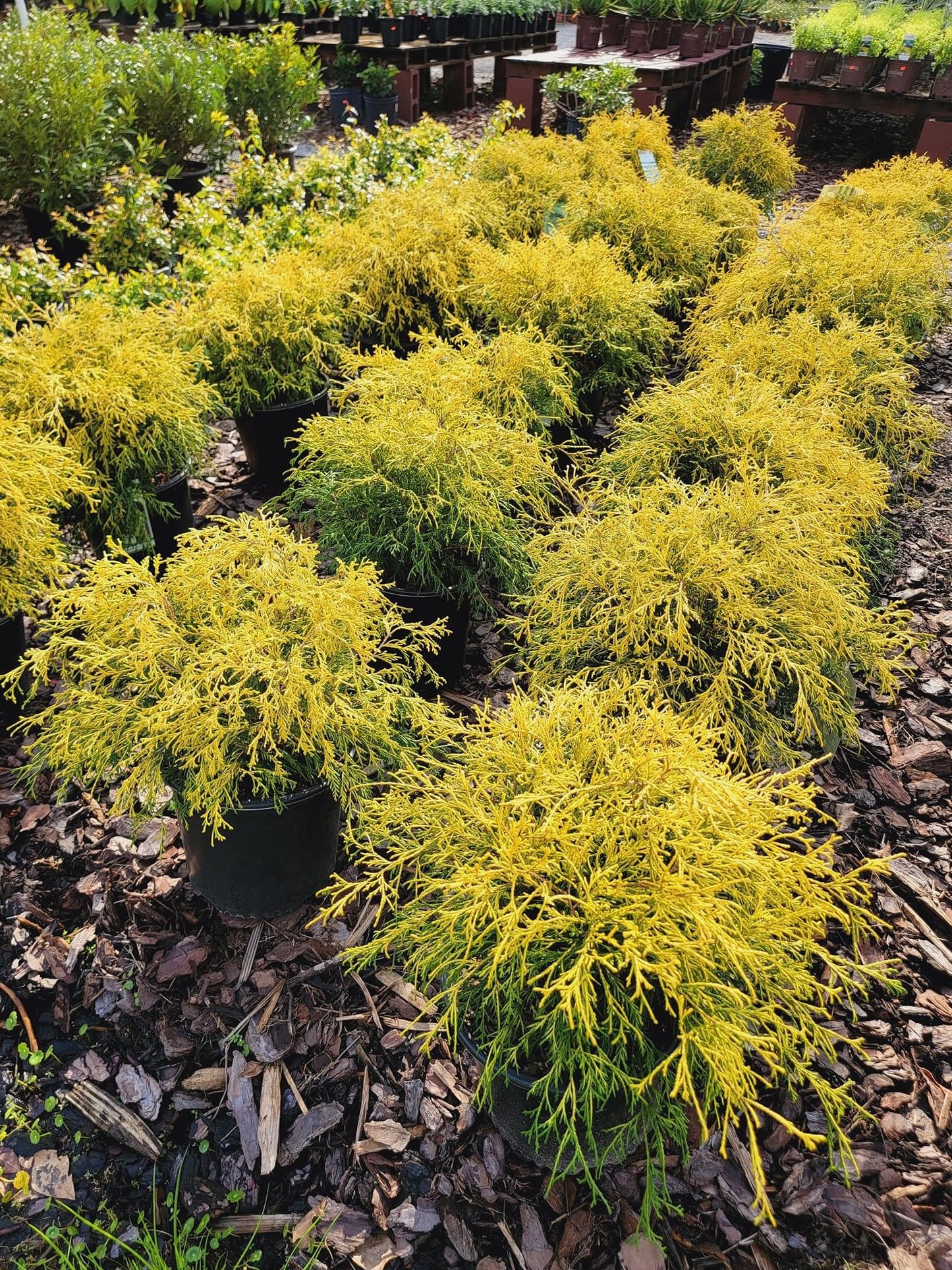 Chamaecyparis ‘Gold mop’