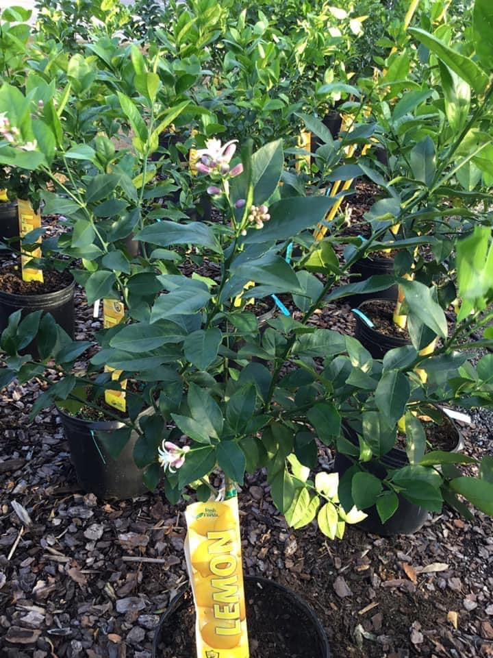 Meyer Lemon Tree