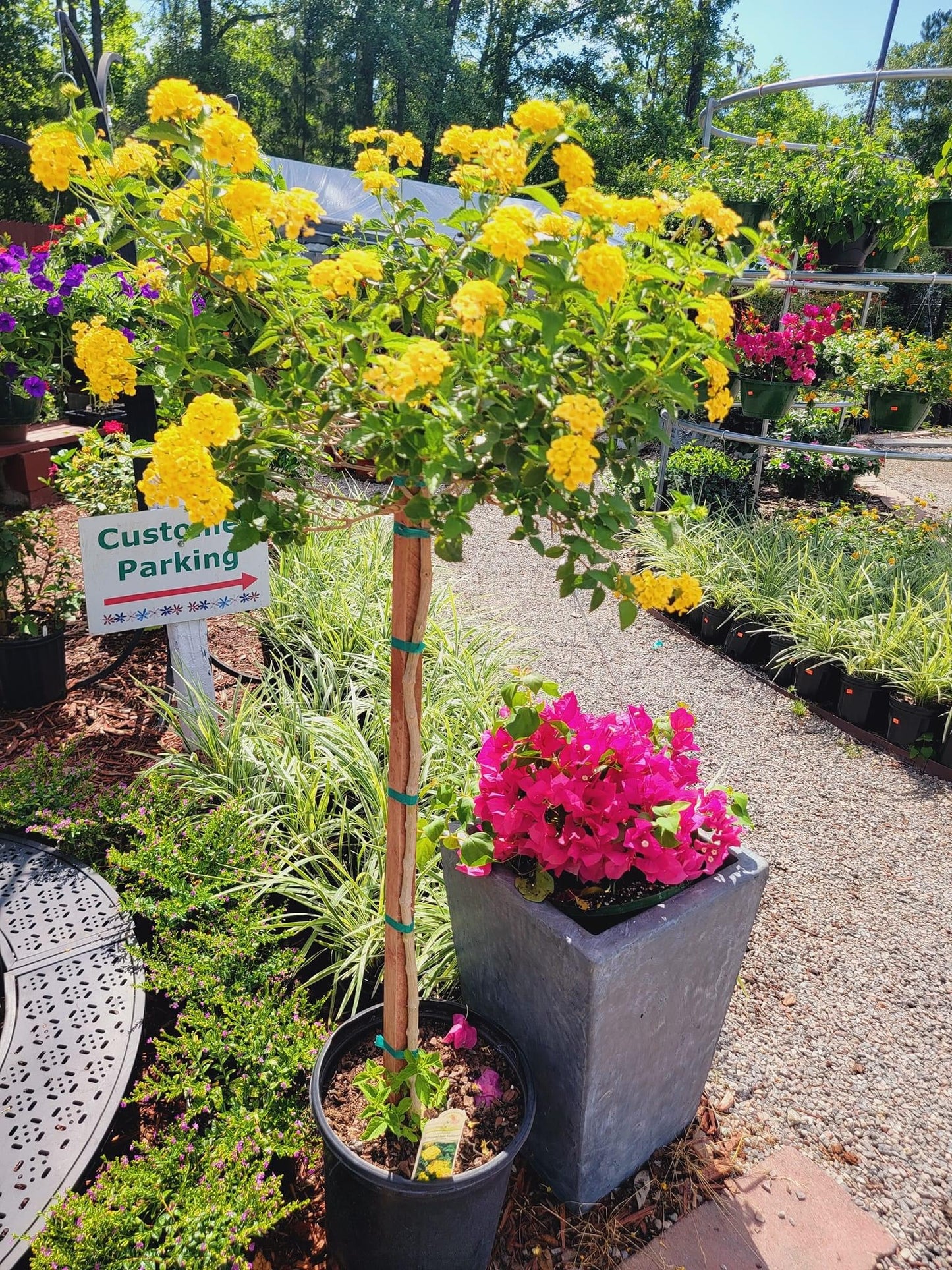 Lantana ‘Topiary Tree’
