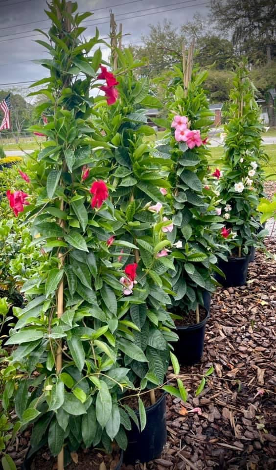 Mandevilla