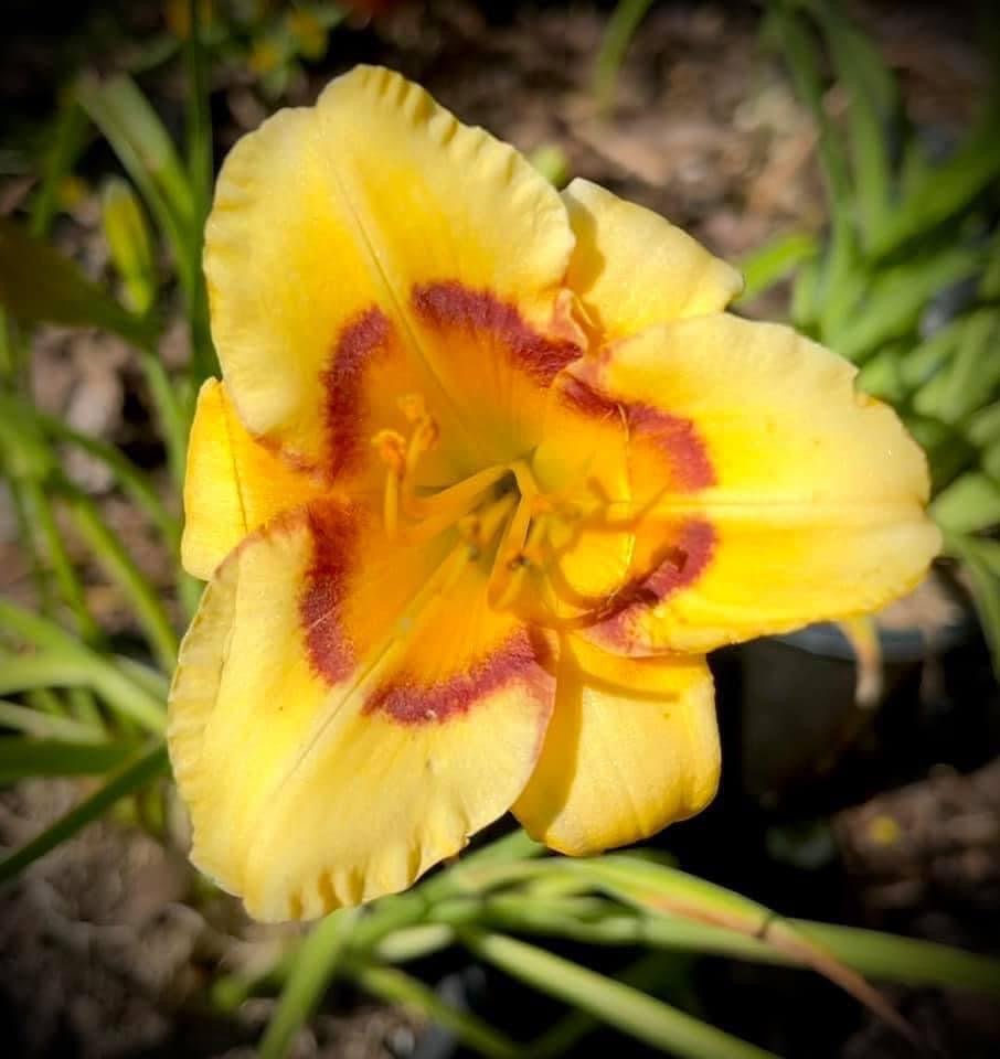 Daylily