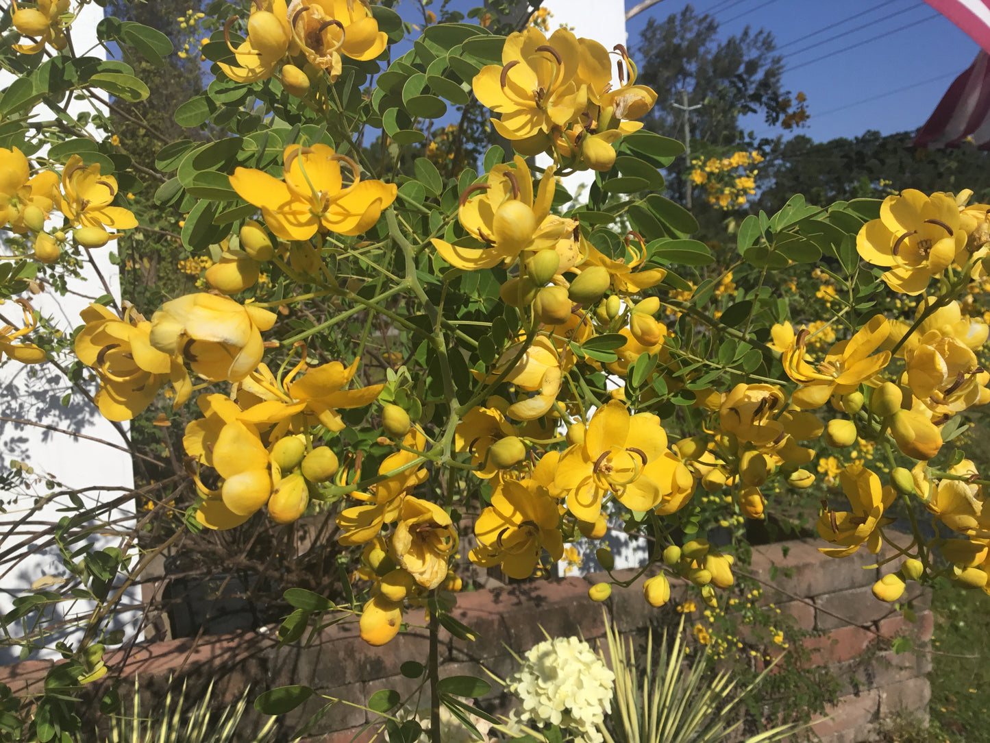 Cassia tree