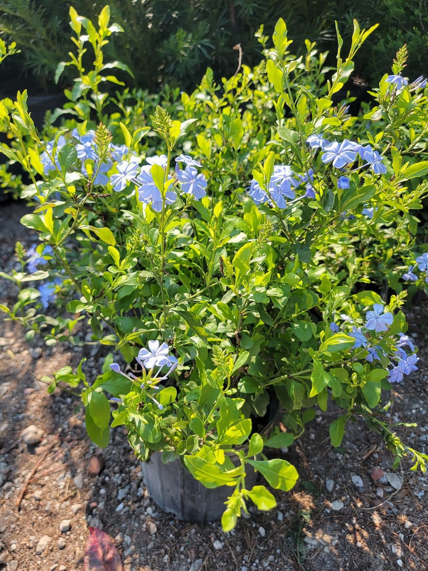 Plumbago