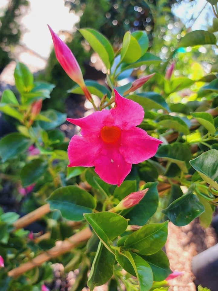 Mandevilla