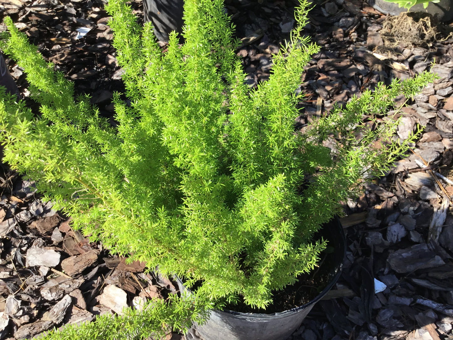 Foxtail fern