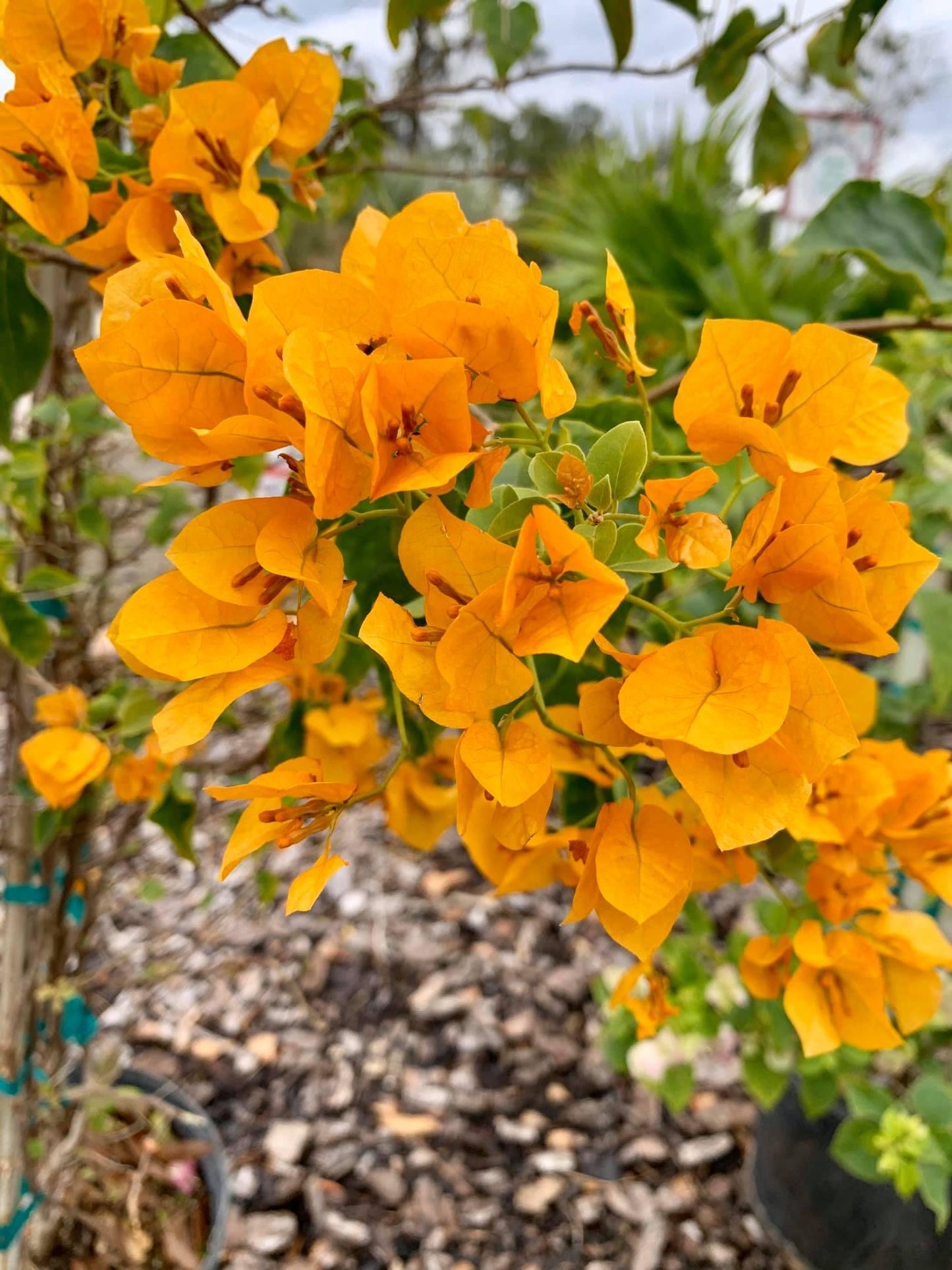 Bougainvillea