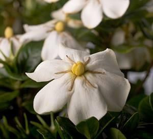 Gardenia ‘ ScentAmazing’