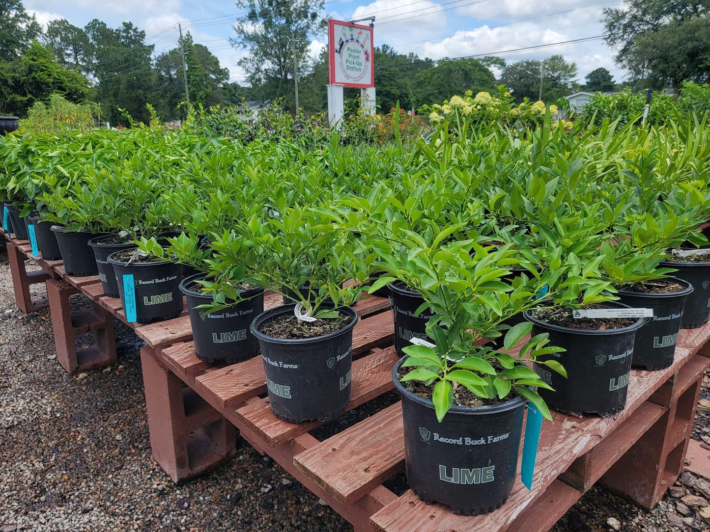 Key Lime Tree (thorny)