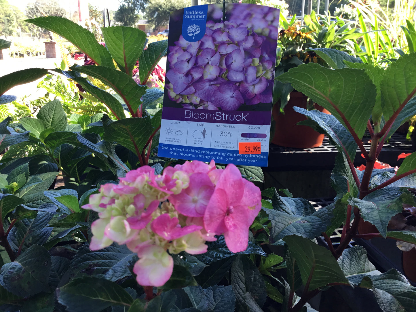 Hydrangea ‘BloomStruck’