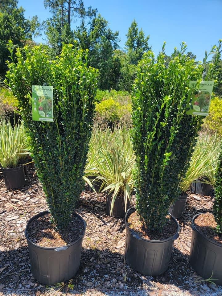 Sky Pencil ‘Holly’